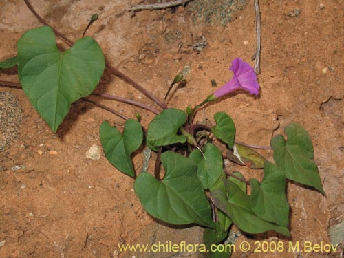 Imágen de Ipomoea dumetorum (). Haga un clic para aumentar parte de imágen.