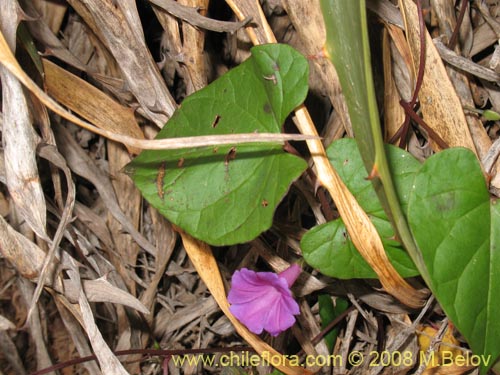 Imágen de Ipomoea dumetorum (). Haga un clic para aumentar parte de imágen.