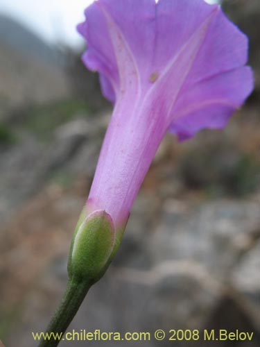 Imágen de Ipomoea dumetorum (). Haga un clic para aumentar parte de imágen.