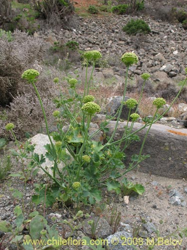 Apiaceae sp. #1159の写真