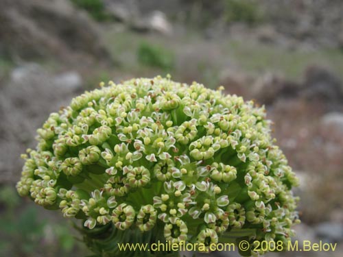 Apiaceae sp. #1159の写真