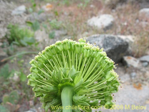 Bild von Apiaceae sp. #1159 (). Klicken Sie, um den Ausschnitt zu vergrössern.