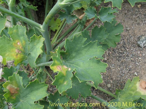 Imágen de Apiaceae sp. #1159 (). Haga un clic para aumentar parte de imágen.