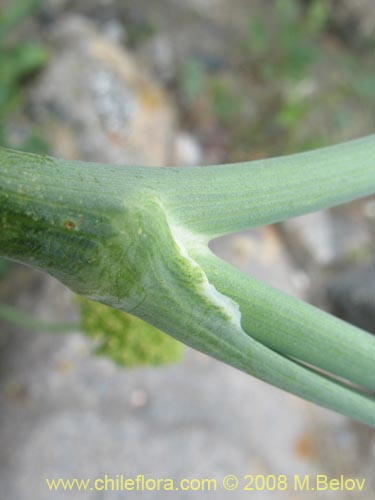 Apiaceae sp. #1159的照片