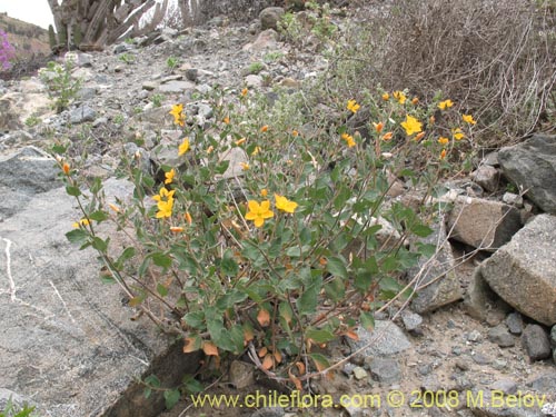 Image of Mentzelia chilensis (). Click to enlarge parts of image.