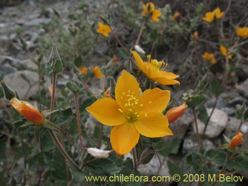 Imágen de Mentzelia chilensis (). Haga un clic para aumentar parte de imágen.