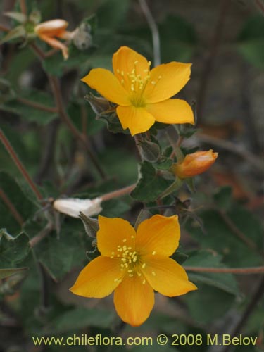 Image of Mentzelia chilensis (). Click to enlarge parts of image.