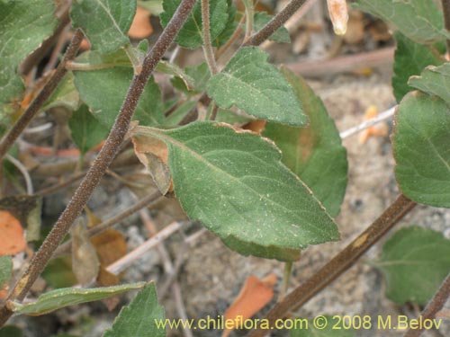 Imágen de Mentzelia chilensis (). Haga un clic para aumentar parte de imágen.