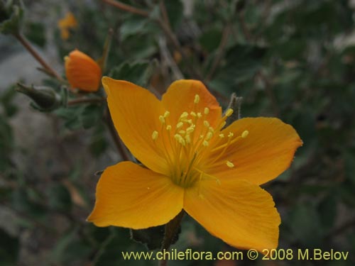 Imágen de Mentzelia chilensis (). Haga un clic para aumentar parte de imágen.