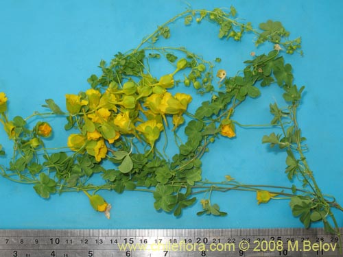 Фотография Tropaeolum beuthii (). Щелкните, чтобы увеличить вырез.