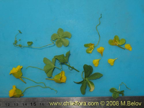 Фотография Tropaeolum beuthii (). Щелкните, чтобы увеличить вырез.