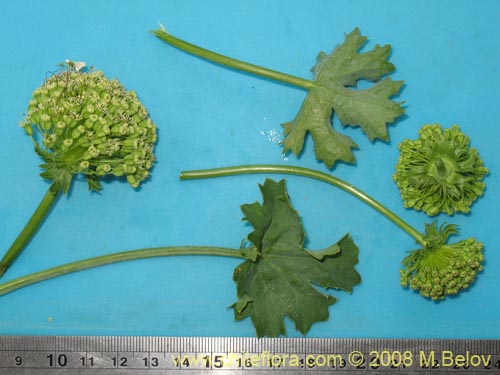 Apiaceae sp. #1159の写真