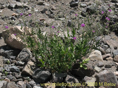 Imágen de Cristaria sp. #2320 (). Haga un clic para aumentar parte de imágen.