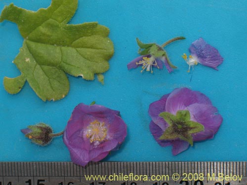 Image of Cristaria sp. #2320 (). Click to enlarge parts of image.