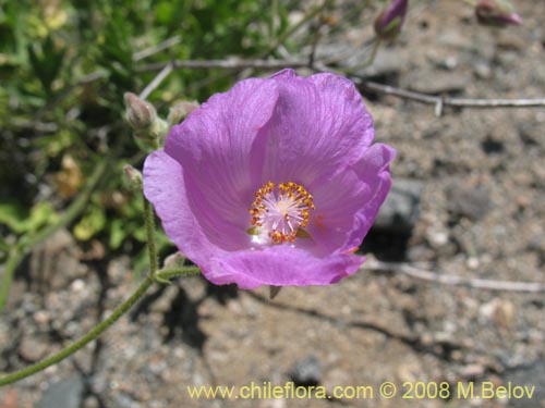 Imágen de Cristaria sp. #2320 (). Haga un clic para aumentar parte de imágen.