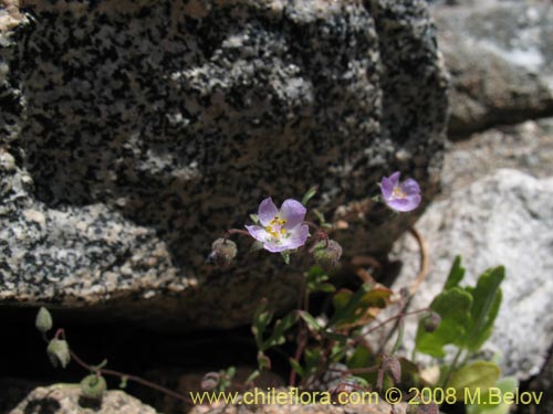 Imágen de Cristaria sp. #1446 (). Haga un clic para aumentar parte de imágen.