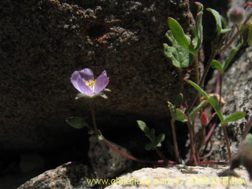 Bild von Cristaria sp. #1446 (). Klicken Sie, um den Ausschnitt zu vergrössern.