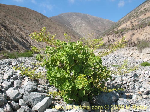 Фотография Nicotiana solanifolia (Tabaco cimarrón). Щелкните, чтобы увеличить вырез.