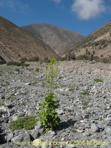 Image of Nicotiana solanifolia (Tabaco cimarrn). Click to enlarge parts of image.