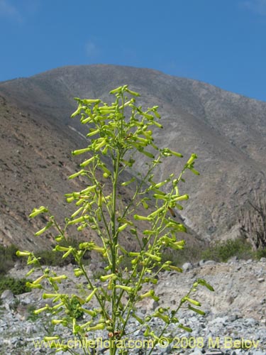 Фотография Nicotiana solanifolia (Tabaco cimarrón). Щелкните, чтобы увеличить вырез.