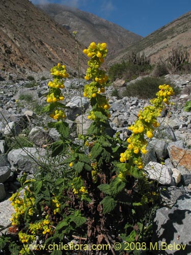 Calceolaria paposanaの写真