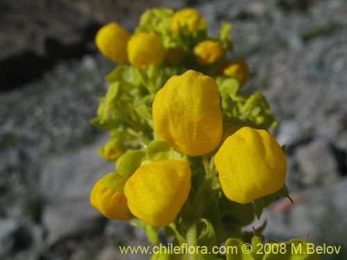 Bild von Calceolaria paposana (). Klicken Sie, um den Ausschnitt zu vergrössern.