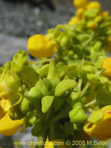 Bild von Calceolaria paposana (). Klicken Sie, um den Ausschnitt zu vergrössern.