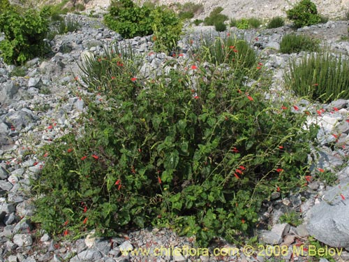 Image of Salvia tubiflora (). Click to enlarge parts of image.