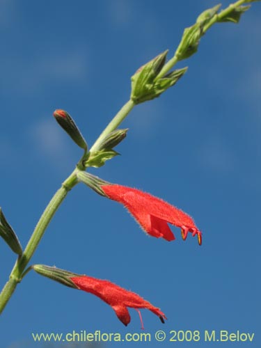 Salvia tubifloraの写真