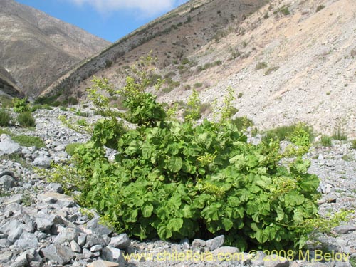 Фотография Nicotiana solanifolia (Tabaco cimarrón). Щелкните, чтобы увеличить вырез.