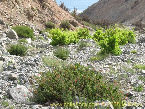 Image of Salvia tubiflora (). Click to enlarge parts of image.