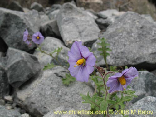 Imágen de Solanum sp. #8172 (). Haga un clic para aumentar parte de imágen.