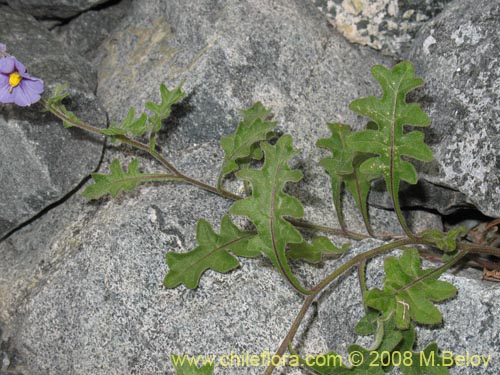 Solanum sp. #8172의 사진