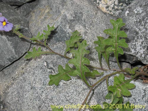 Imágen de Solanum sp. #8172 (). Haga un clic para aumentar parte de imágen.