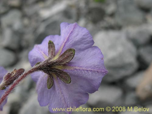 Bild von Solanum sp. #8172 (). Klicken Sie, um den Ausschnitt zu vergrössern.