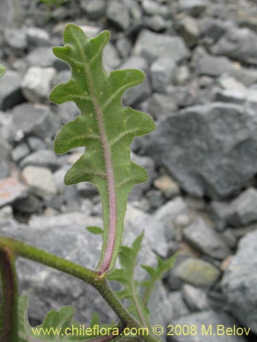 Imágen de Solanum sp. #8172 (). Haga un clic para aumentar parte de imágen.