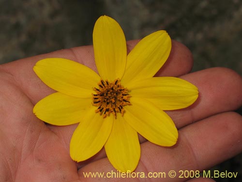 Image of Bidens sp. #1154 (). Click to enlarge parts of image.