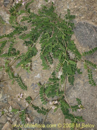 Bild von Fabaceae sp. #Z 8171 (). Klicken Sie, um den Ausschnitt zu vergrössern.