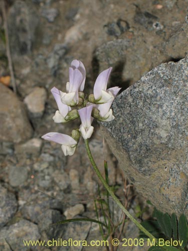 Imágen de Fabaceae sp. #Z 8171 (). Haga un clic para aumentar parte de imágen.