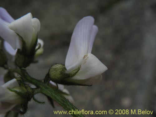 Fabaceae sp. #Z 8171の写真