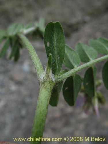 Imágen de Fabaceae sp. #Z 8171 (). Haga un clic para aumentar parte de imágen.