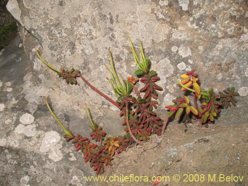 Imágen de Peperomia doellii (). Haga un clic para aumentar parte de imágen.