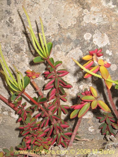 Peperomia doelliiの写真