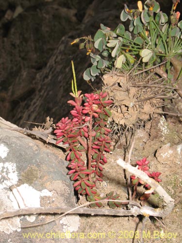 Imágen de Peperomia doellii (). Haga un clic para aumentar parte de imágen.