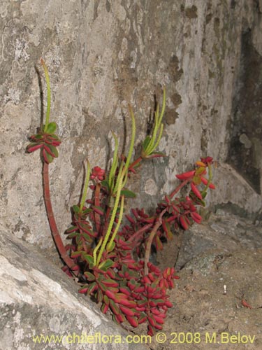 Peperomia doelliiの写真