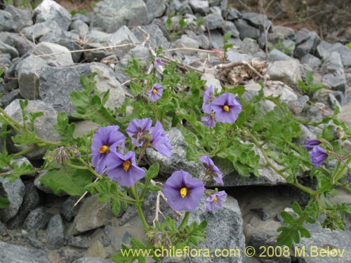 Bild von Solanum sp. #8172 (). Klicken Sie, um den Ausschnitt zu vergrössern.