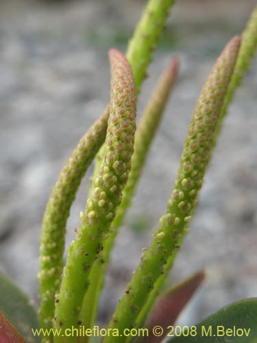 Peperomia doellii의 사진