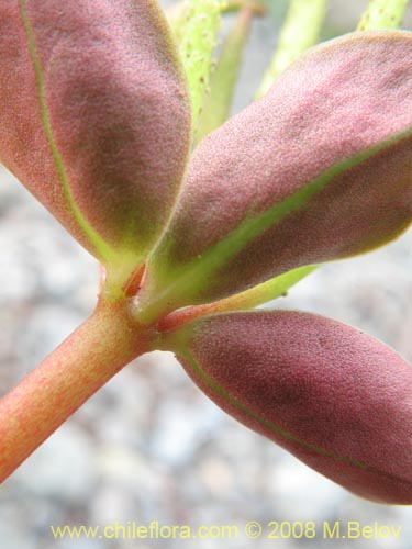 Peperomia doelliiの写真