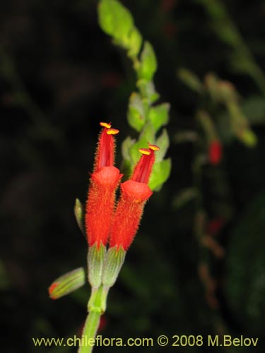 Фотография Salvia tubiflora (). Щелкните, чтобы увеличить вырез.
