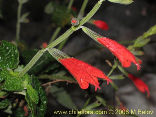 Salvia tubifloraの写真